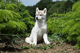 SIBERIAN HUSKY 339